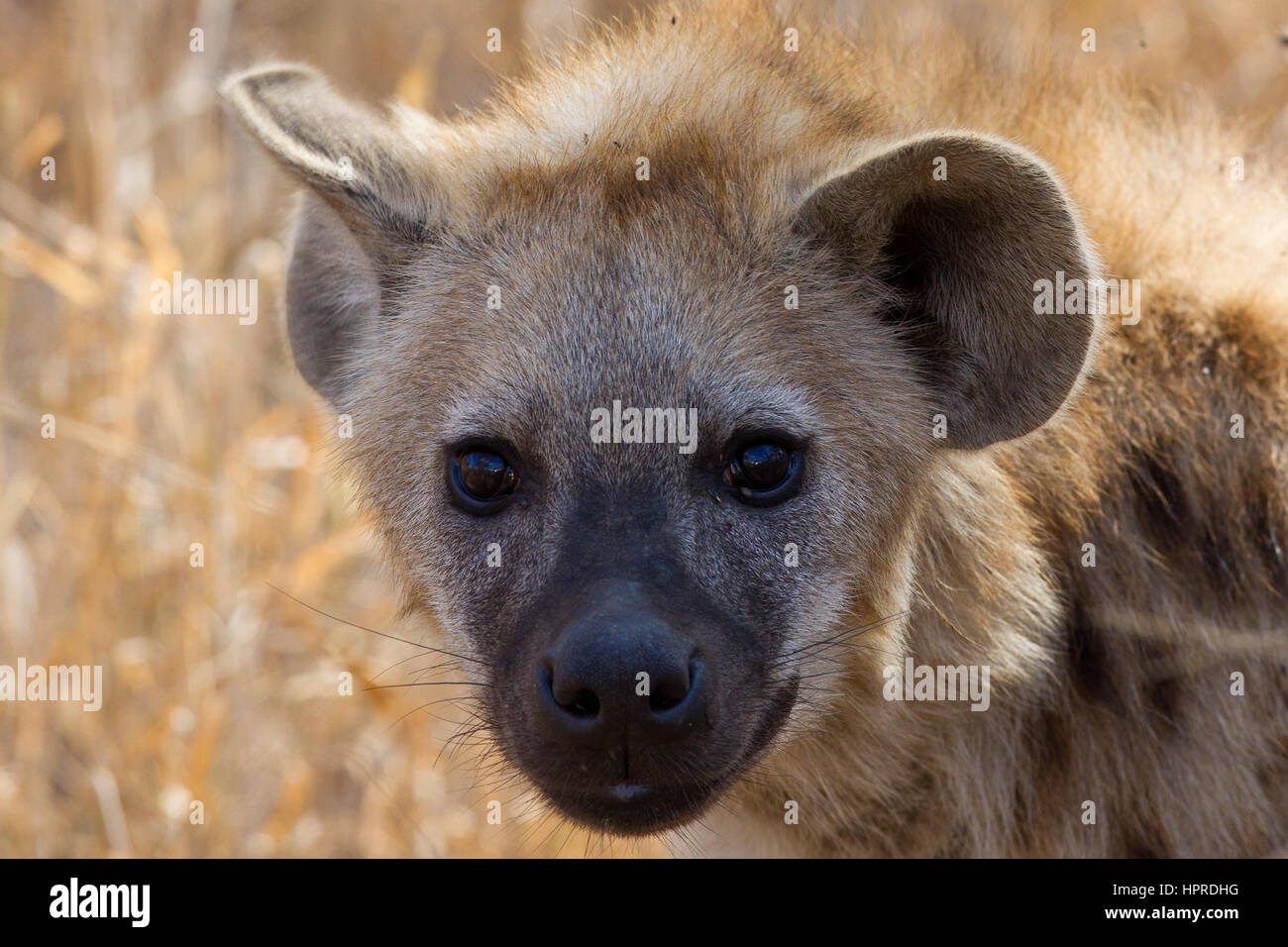 Gefleckte Hyänen sind unter den prominenten Wildtieren der Krüger Nationalpark, Südafrika. Stockfoto