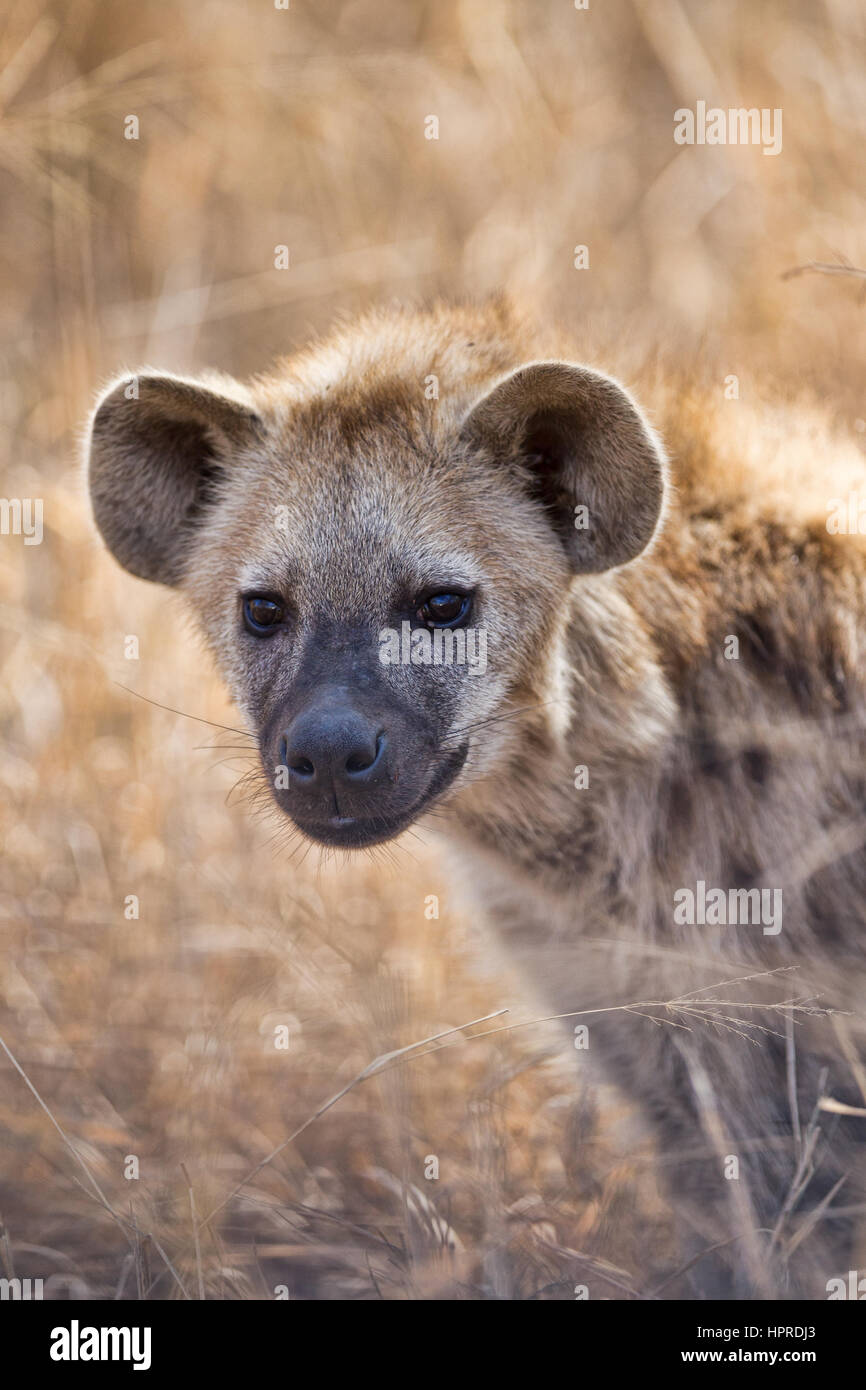 Gefleckte Hyänen sind unter den prominenten Wildtieren der Krüger Nationalpark, Südafrika. Stockfoto