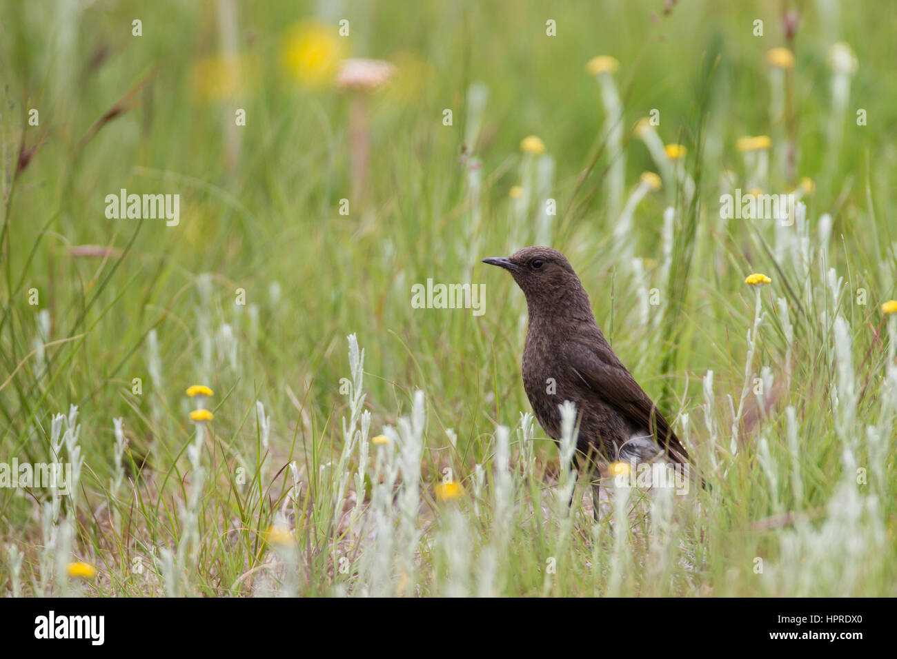 Ein Ameise Essen Chat sucht nach Nahrung unter Wildblumen im Grasland von Golden Gate Highlands National Park, Südafrika. Stockfoto