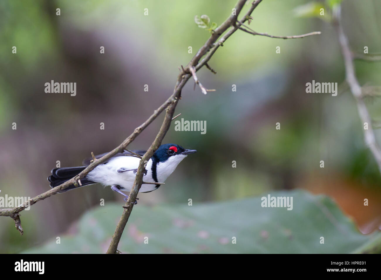 Reiche Vogelwelt in den küstennahen Wald Umlalazi, KwaZulu-Natal, Südafrika Stockfoto