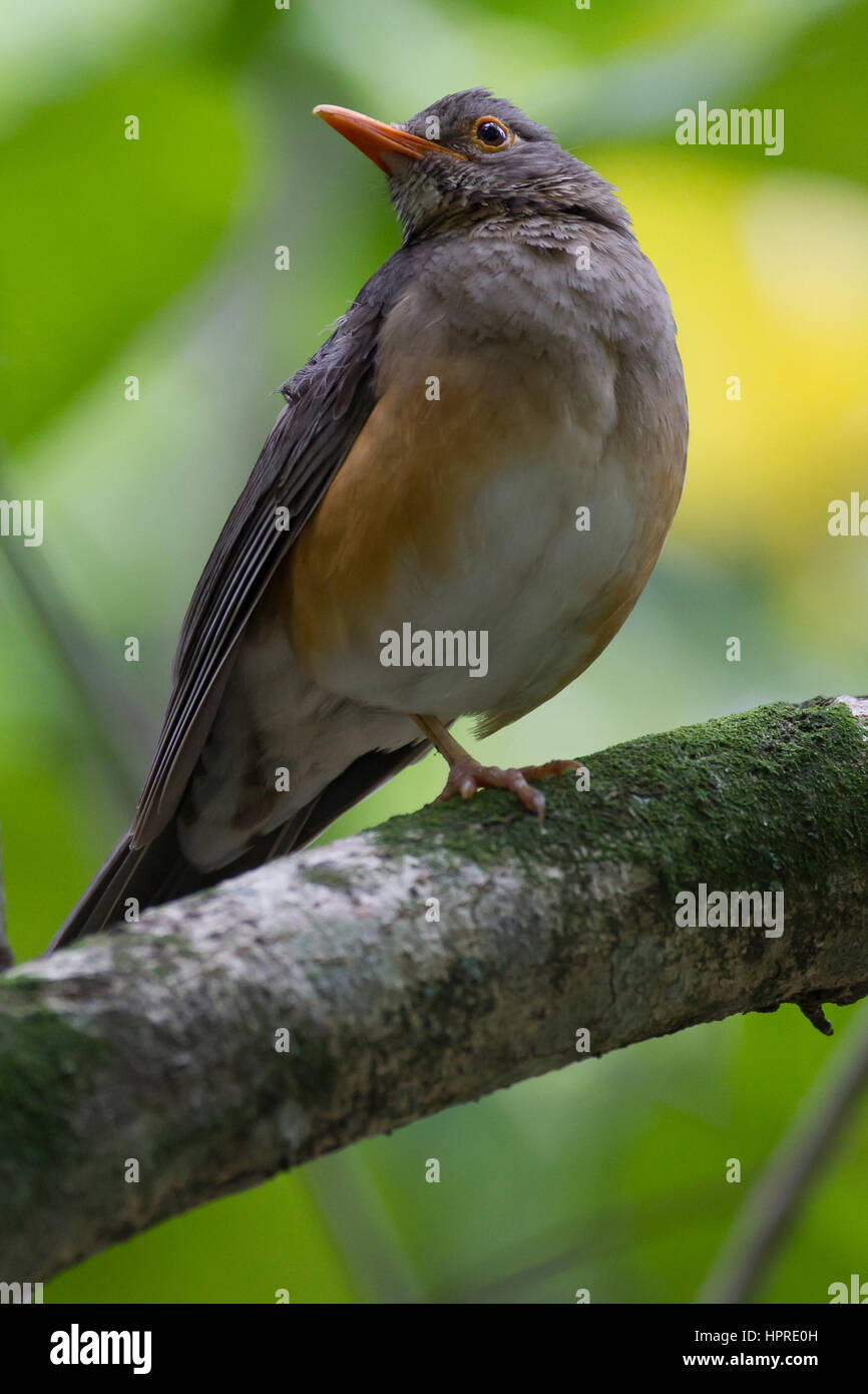 Reiche Vogelwelt in den küstennahen Wald Umlalazi, KwaZulu-Natal, Südafrika Stockfoto