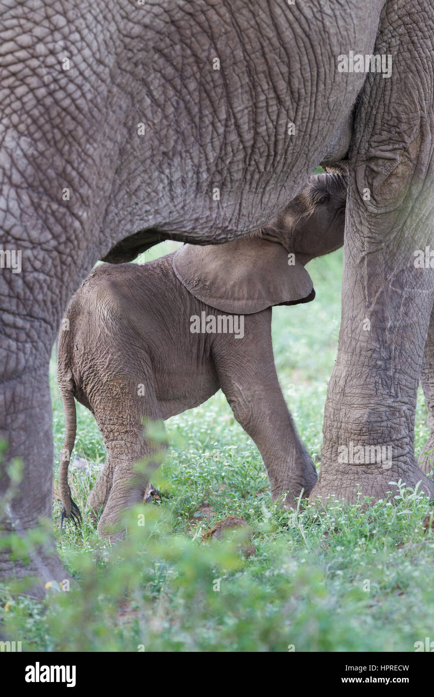Eine Elefanten-Mutter füttert ihr neues Kalb im Krüger Nationalpark, Südafrika. Stockfoto