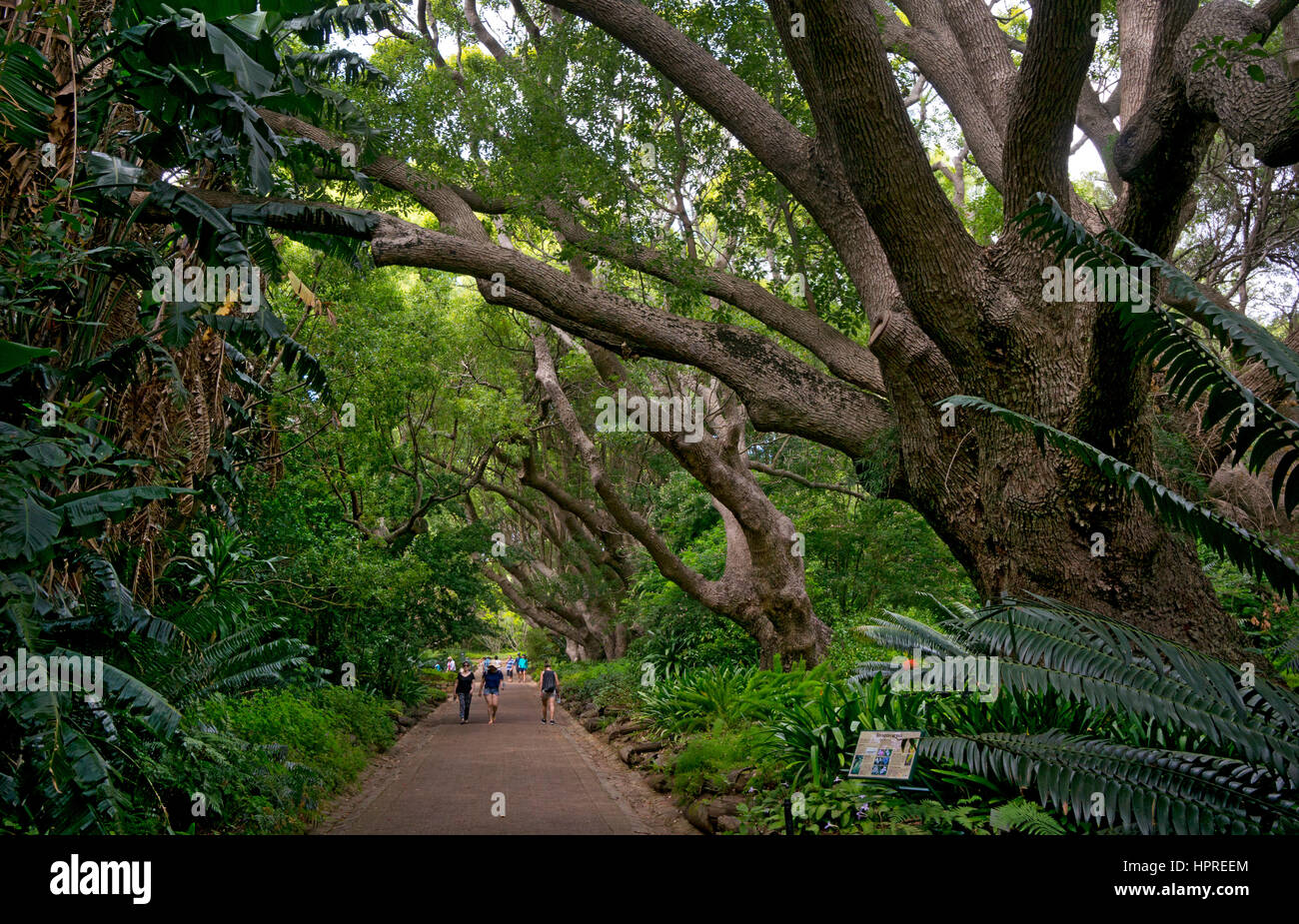 Kirstenbosch National Botanical Garden, Kapstadt, Südafrika Stockfoto