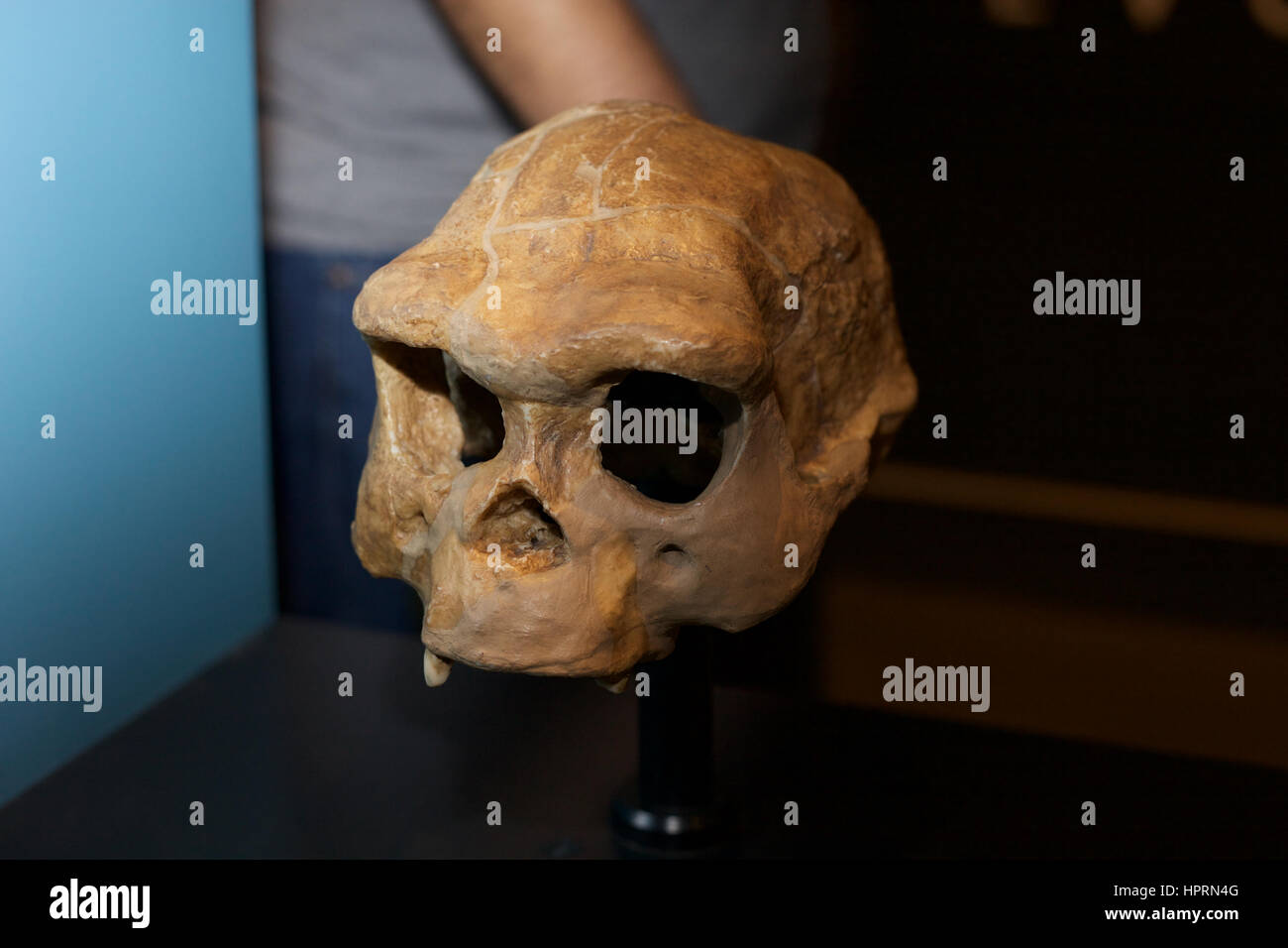 Eine Besetzung eines Homo Erectus-Schädels im Natural History Museum in London Stockfoto