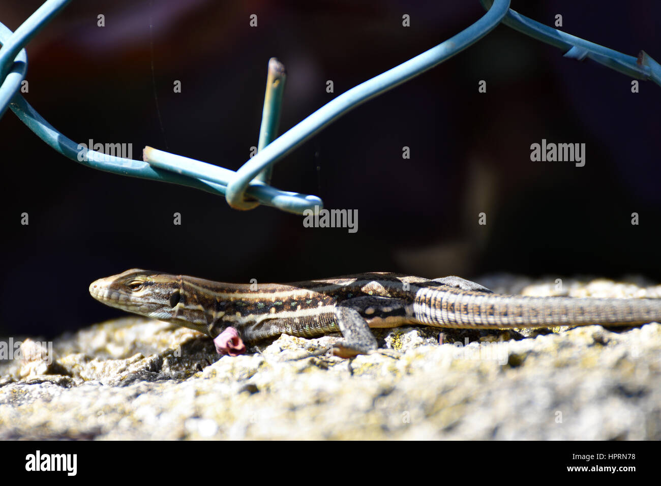 Nahaufnahme einer kleinen Eidechse in der Sonne, an einer Wand, Bild von Teneriffa. Stockfoto