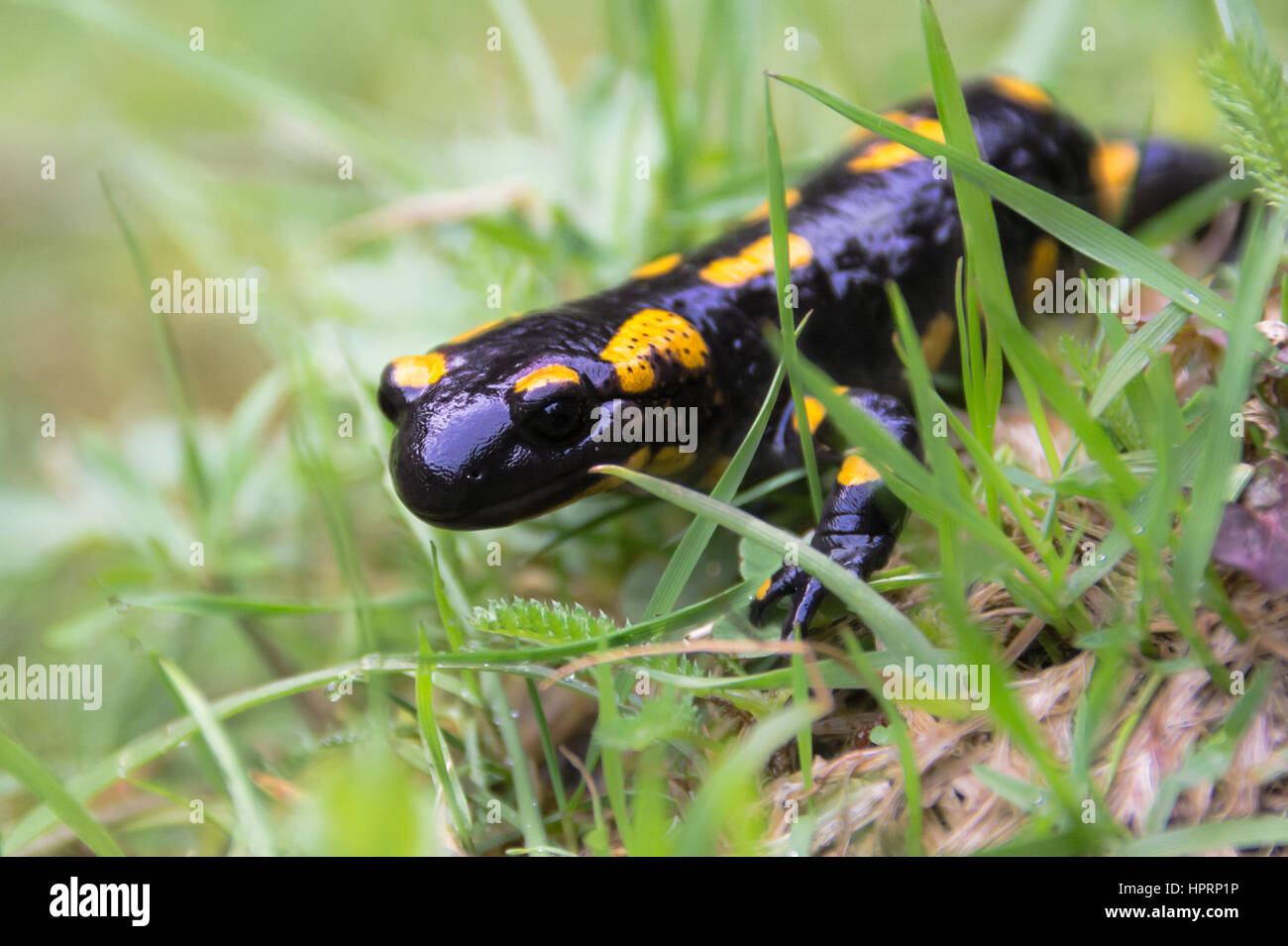 Europäischer schwarzer salamander Fotos und Bildmaterial in hoher