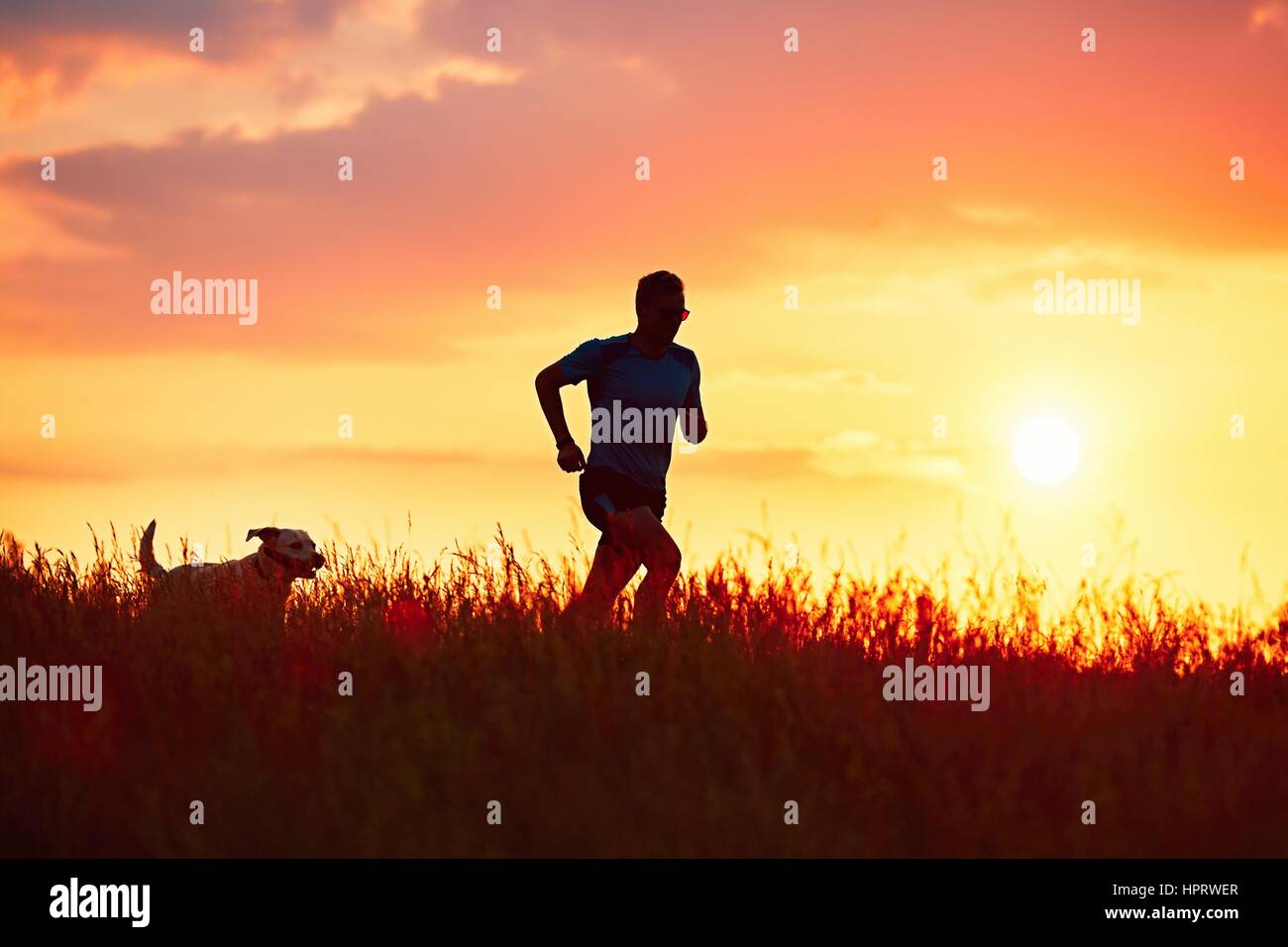 Silhouetten von Läufer und Hund. Outdoor-cross-country Rennen. Sportlicher junger Mann mit Hund laufen in der Natur beim goldenen Sonnenuntergang. Stockfoto