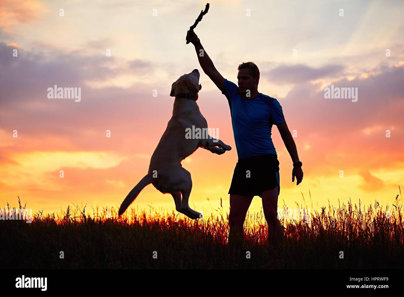 Mann mit Stock ist Ausbildung und Erziehung des Hundes. Junger Mann spielt mit Labrador Retriever auf der Wiese beim goldenen Sonnenuntergang. Stockfoto