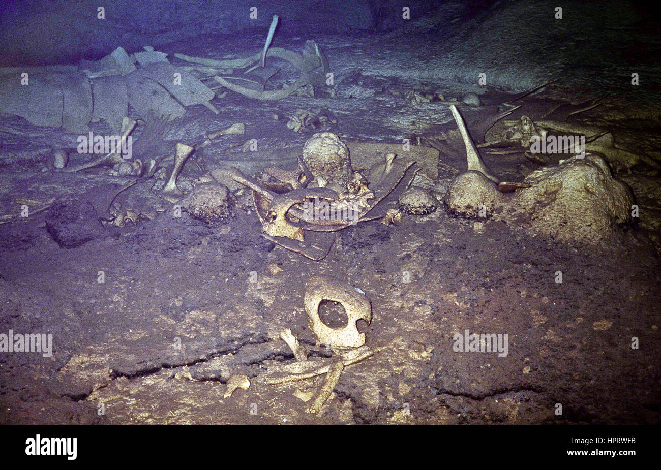 Der Insel Sipadan ist zwanzig Meilen vor Malaysia Borneo-Nord-Ost-Küste. Es ist ein überflutet Höhlensystem unter ihm, in denen Schildkröten verirren und ertrinken Stockfoto