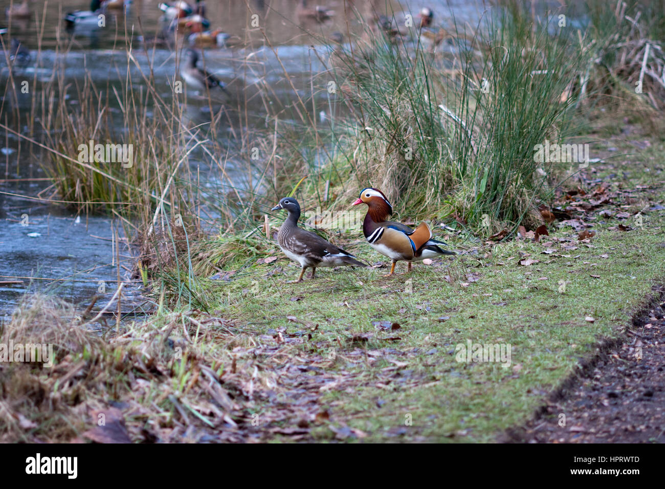 Paar Mandarin Enten am Rande eines Teiches Stockfoto