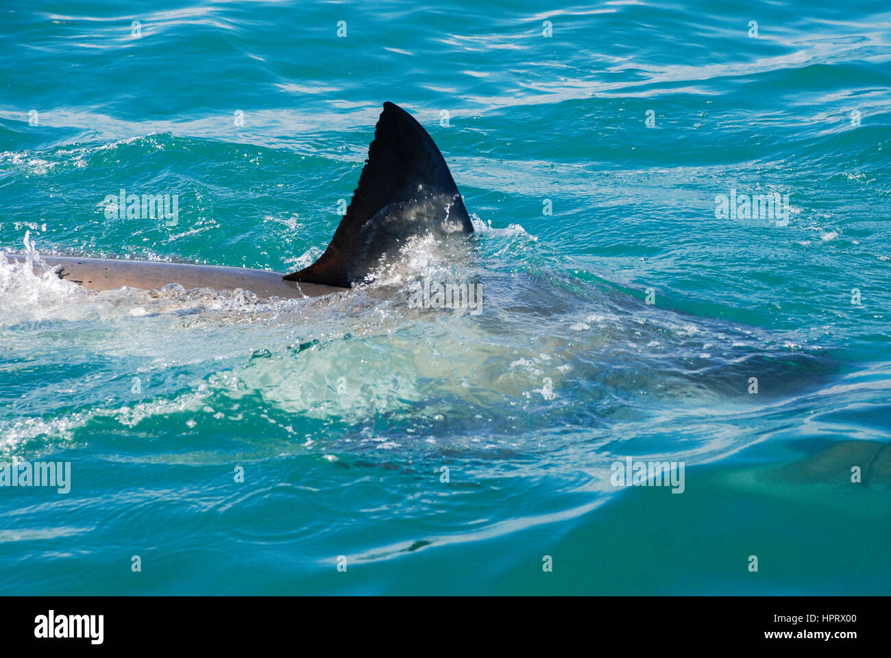 Haifischflosse Stockfotos Und Bilder Kaufen Alamy