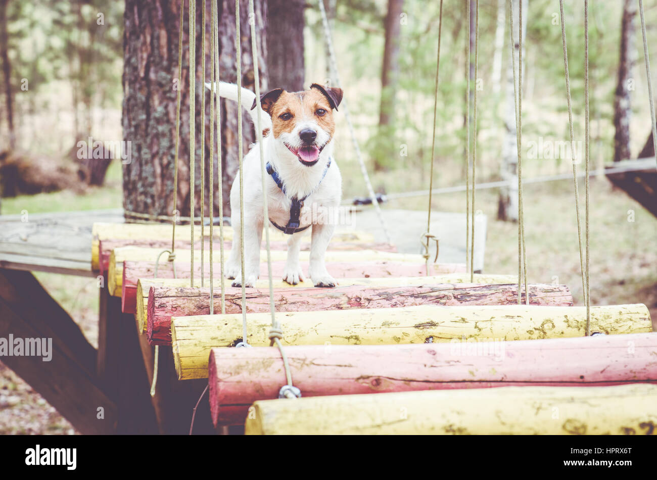 Lustige Hindernis-Parcours mit Seilen Brücke bei Team-building-Bootcamp Stockfoto