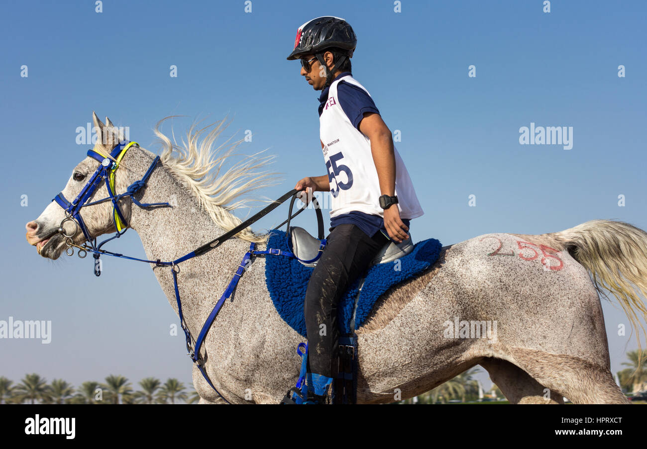 Dubai, Vereinigte Arabische Emirate - 19. Dezember 2014: Reiter und sein Pferd in eine Wüste Langstrecken-Rennen teilnehmen. Stockfoto