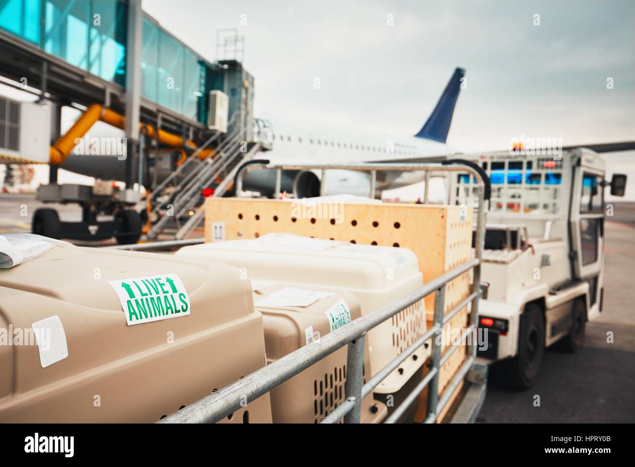 Hunde, die mit dem Flugzeug reisen. Boxen mit lebenden Tieren am Flughafen. Stockfoto