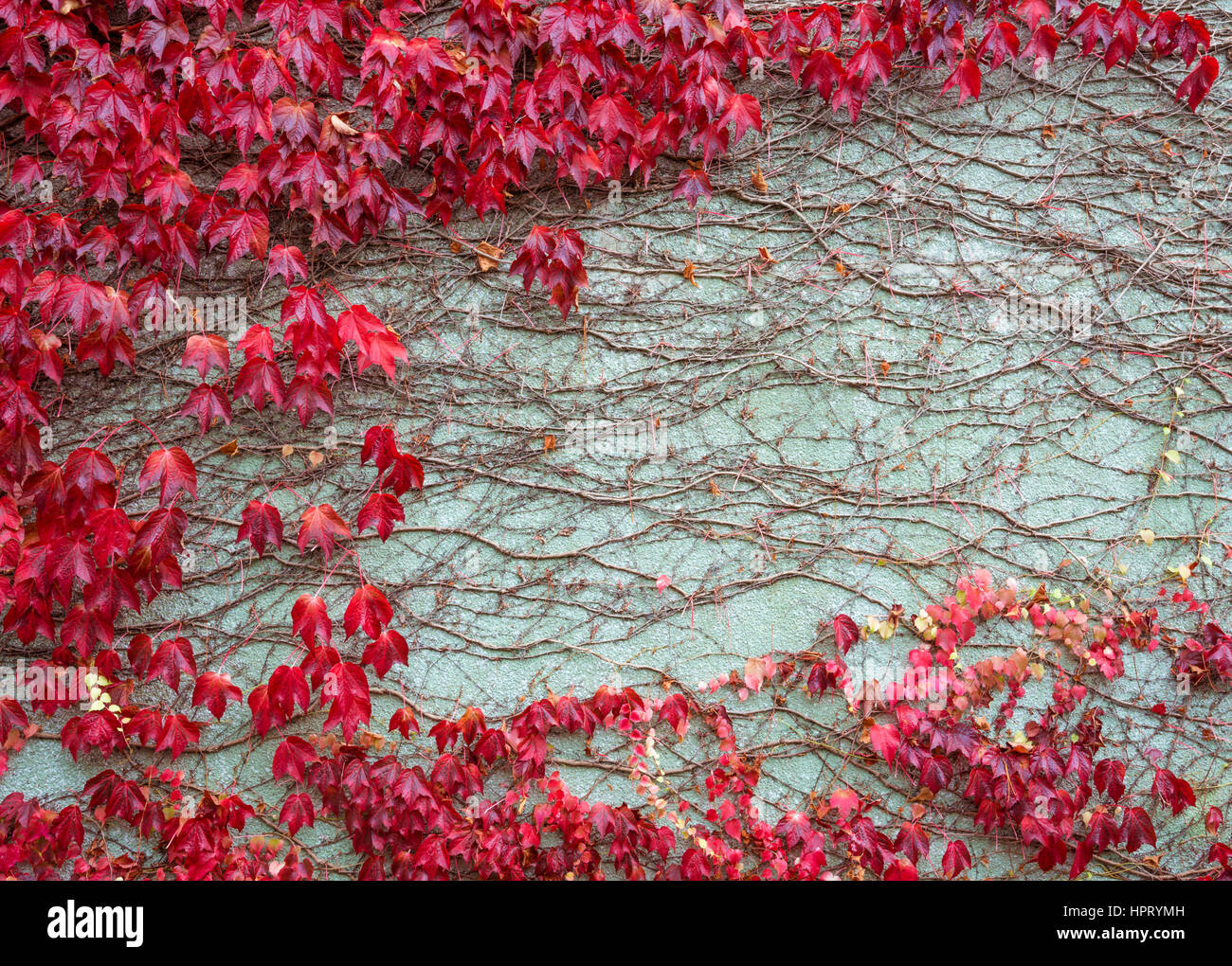 Boston-Efeu wächst über eine Mauer Stockfoto
