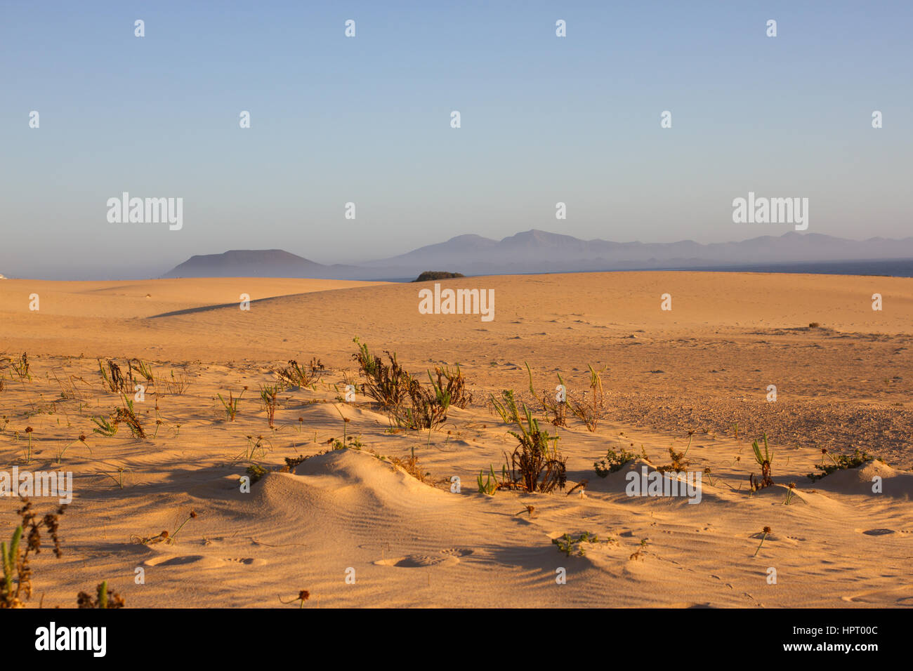 Hang-Hügel auf gelbe Dünen am Himmelshintergrund Sand. Sonnenaufgang am Morgen. Nachhaltigen Ökosystems. Kanarischen Inseln, Fuerteventura Stockfoto