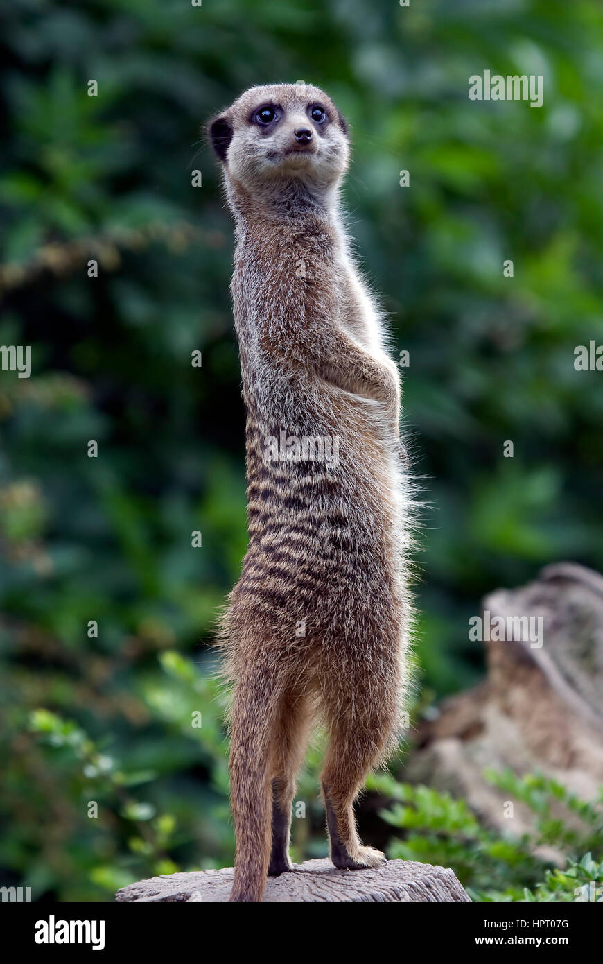 Stehen auf Zehenspitzen - Suricata Suricatta Erdmännchen Stockfoto