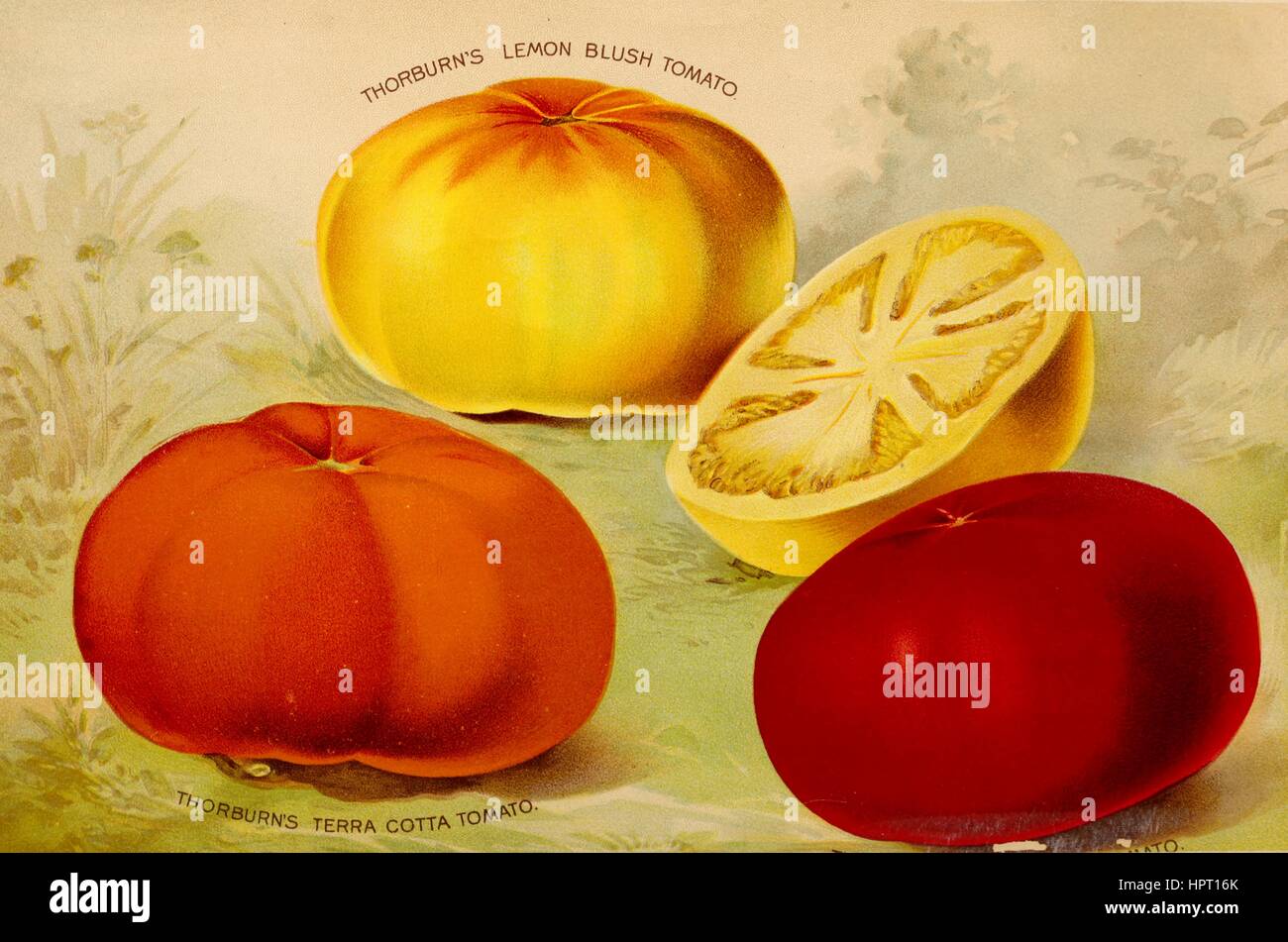 Abbildung der drei Sorten von Tomaten, einschließlich der Terra Cotta und Zitrone erröten, JM Thorburn und Unternehmen jährliche beschreibender Katalog von Blumensamen, 1875. Stockfoto