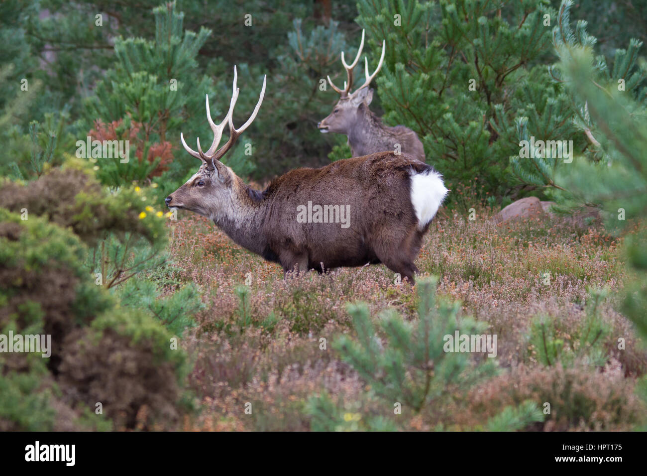 Sika Rotwild (Cervus Nippon) auch bekannt als die gefleckte Rehe oder der japanischen Hirsch Stockfoto