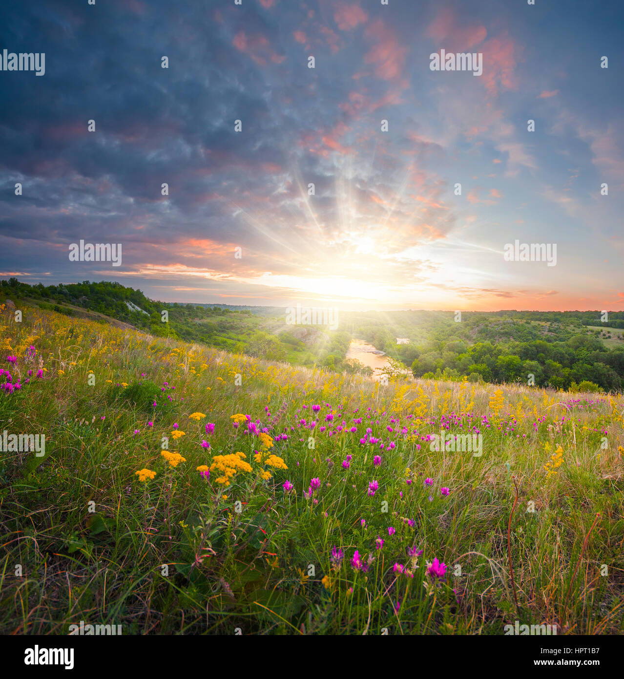 Sommer Sonnenaufgang mit hellen Sonne strahlt auf die Blumen Stockfoto
