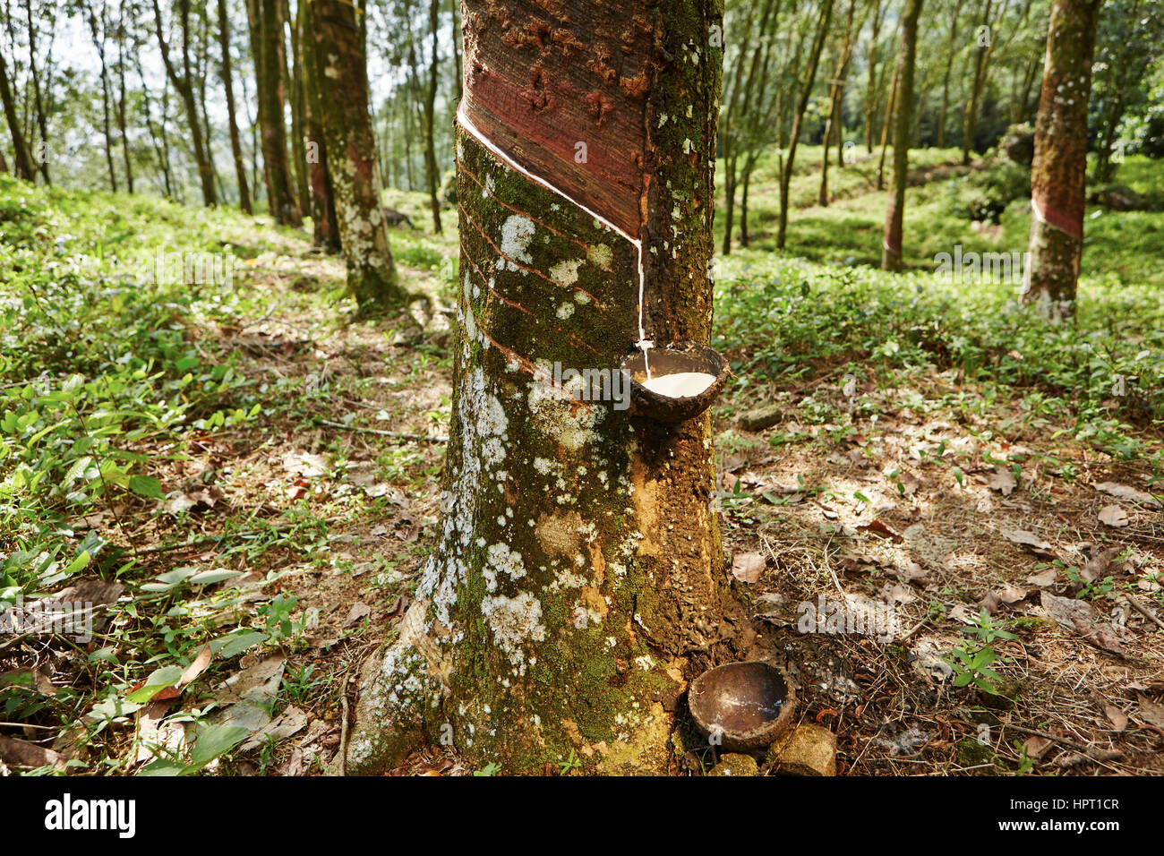 Durch Tippen auf Sap vom Gummibaum in Sri Lanka Stockfoto