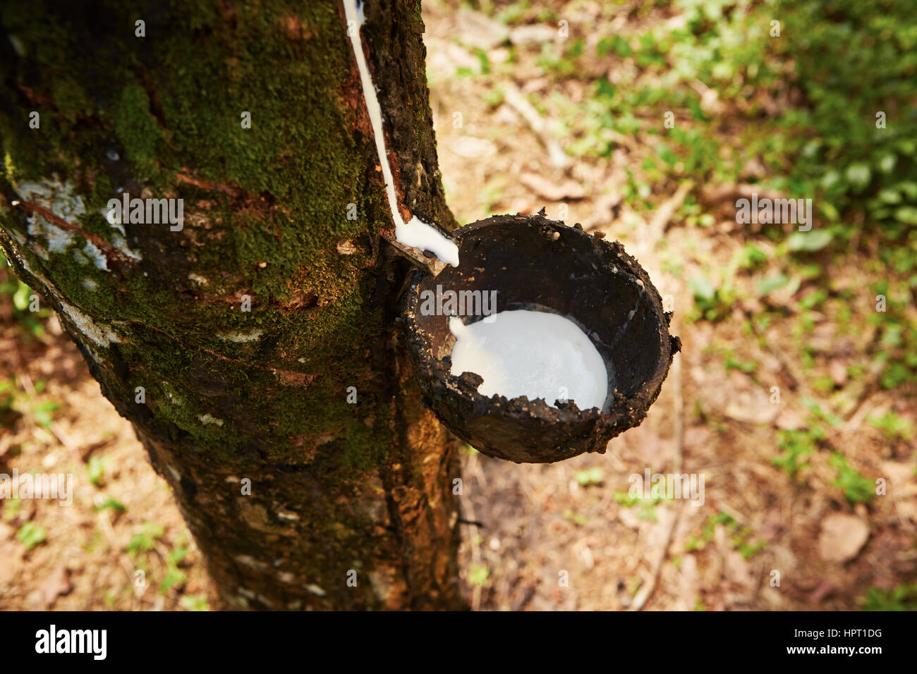 Durch Tippen auf Sap vom Gummibaum in Sri Lanka Stockfoto