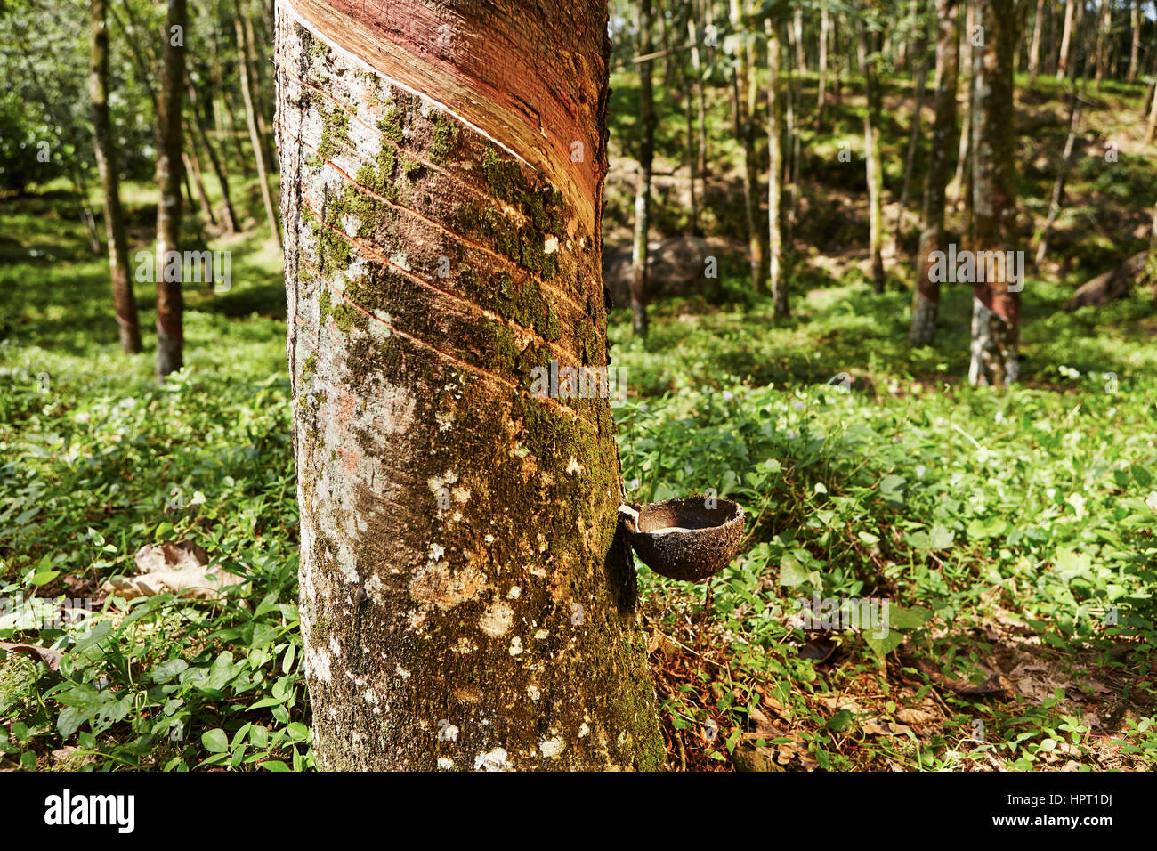Durch Tippen auf Sap vom Gummibaum in Sri Lanka Stockfoto