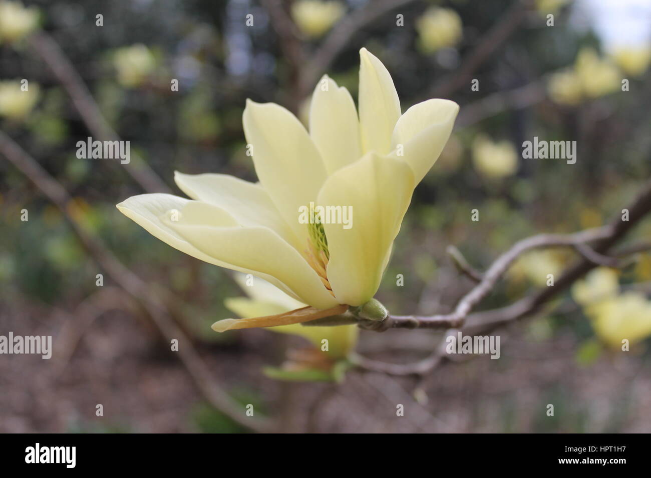 Gelbe Magnolie Stockfoto