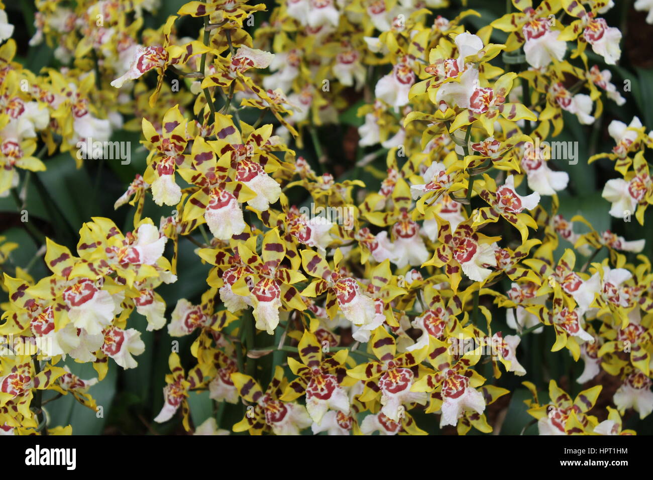 Schwarz, weiße und gelbe Blumen Stockfoto