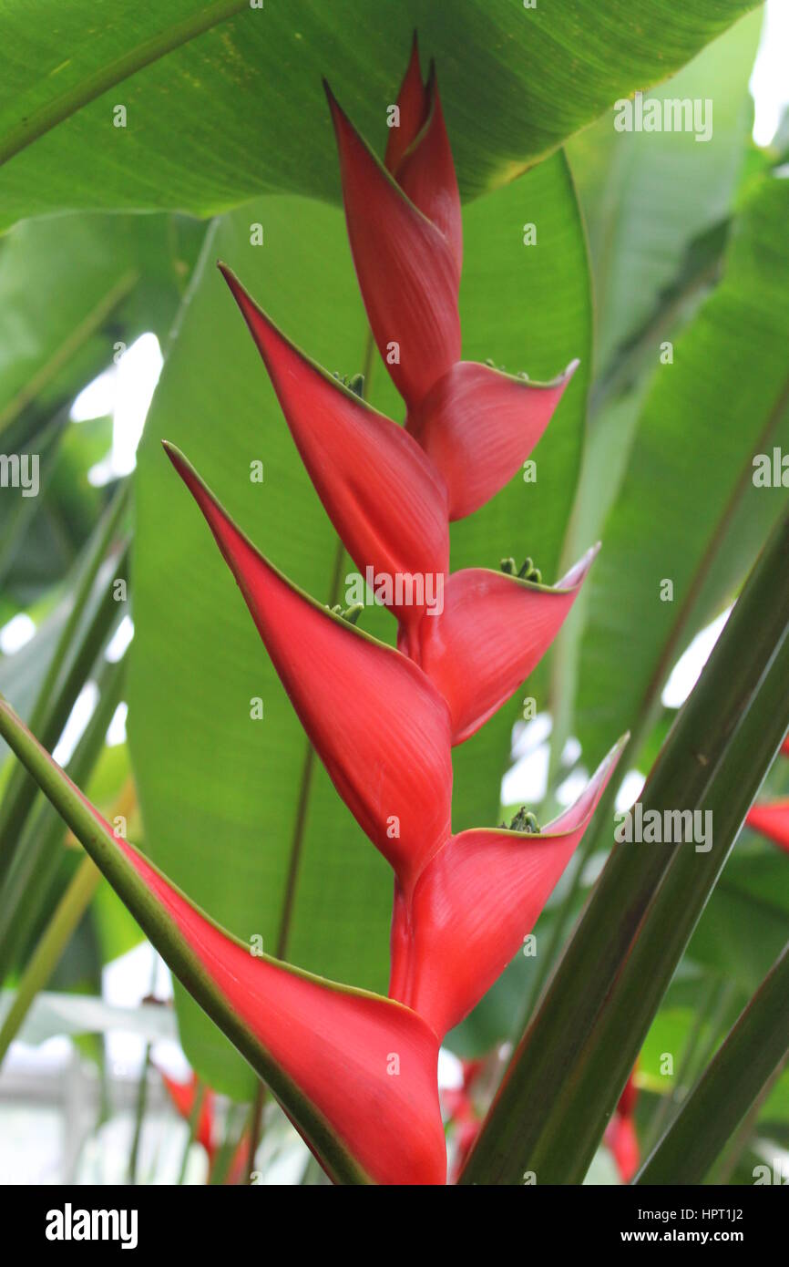 Tropical Flowers Stockfoto