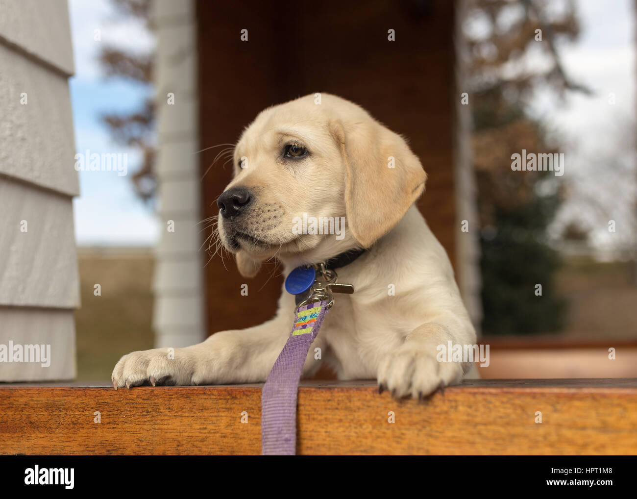 Ein hinreißend süßen gelben Labrador Welpen lugt über die Kante eines Fensters Stockfoto