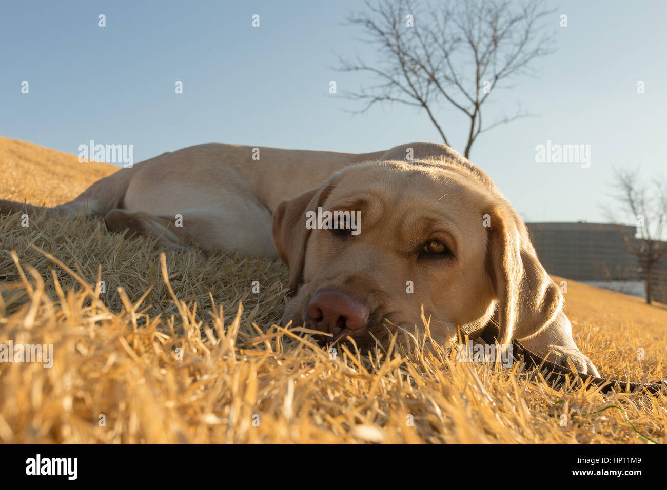 Ein junger, bezaubernder gelber Labrador liegt in der Wiese und schaut die Kamera an einem sonnigen, warmen frühen Frühlingstag Stockfoto