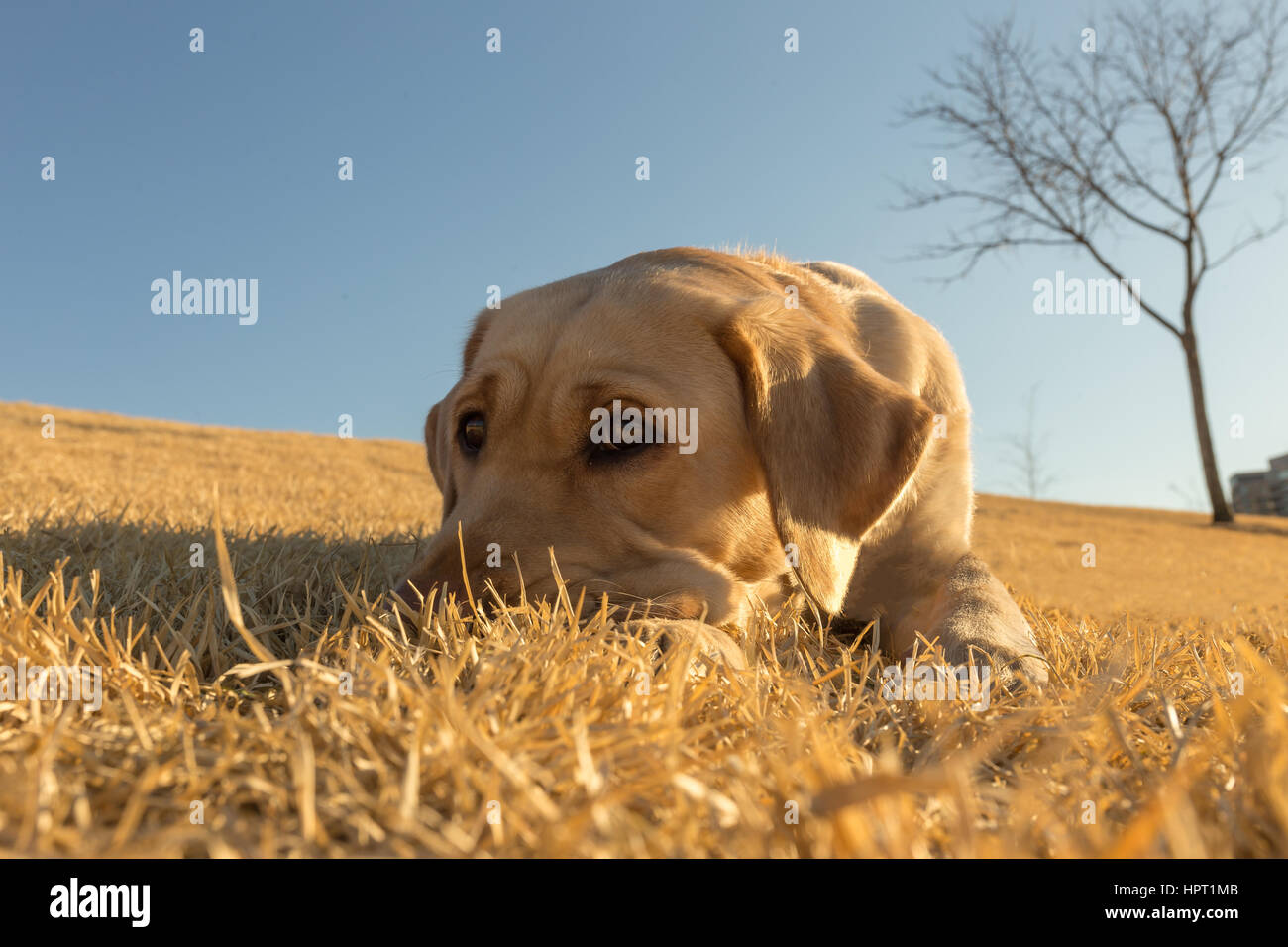 Ein junger, bezaubernder gelber Labrador liegt in den Rasen an einem sonnigen, warmen frühen Frühlingstag Stockfoto