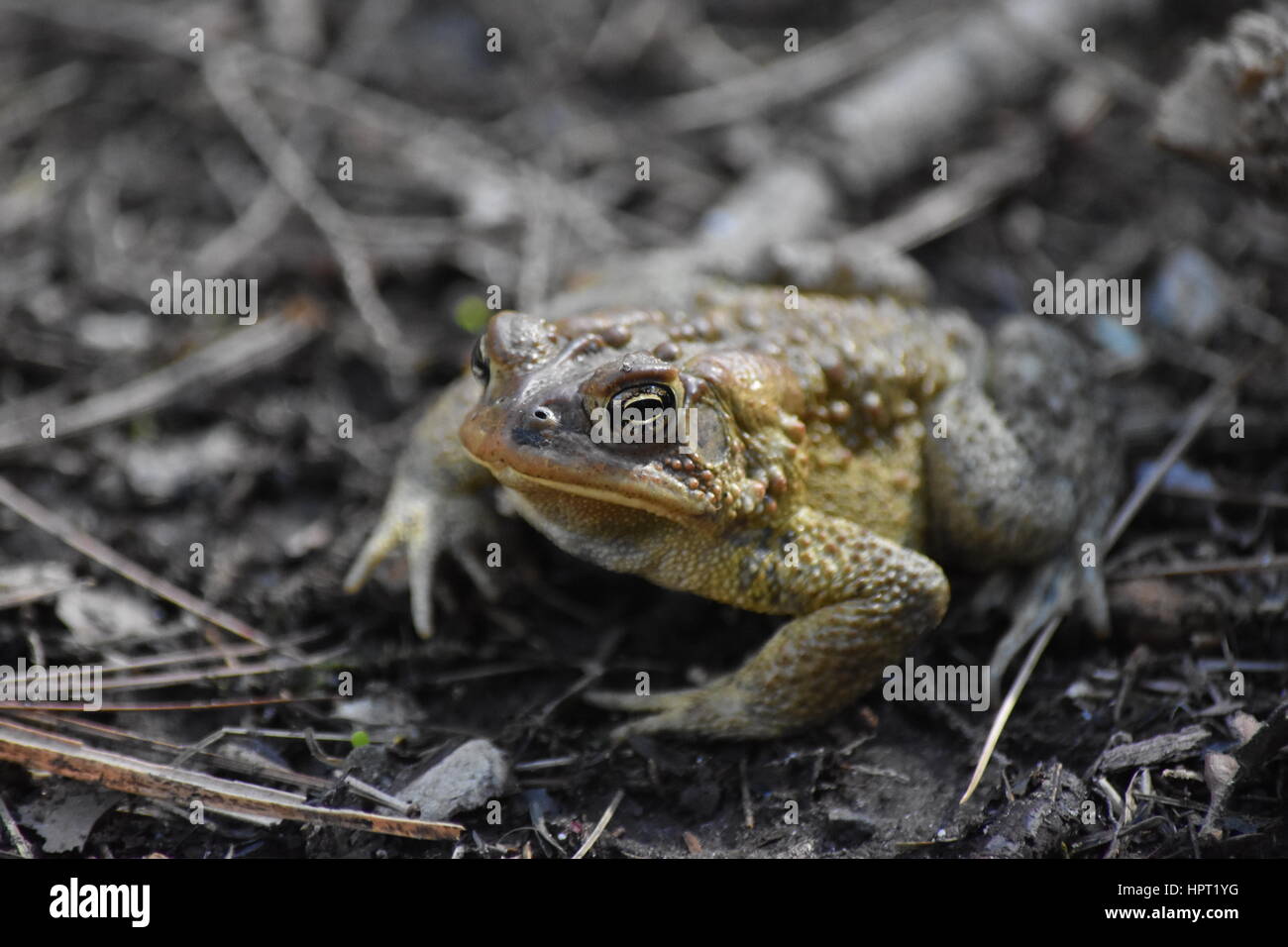 Nahaufnahme der amerikanische Kröte ruht auf Waldboden Stockfoto