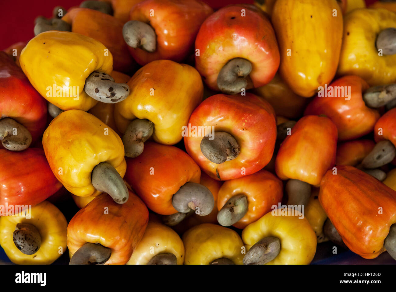 Cashewapfel (Anacardium Occidentale) Stockfoto