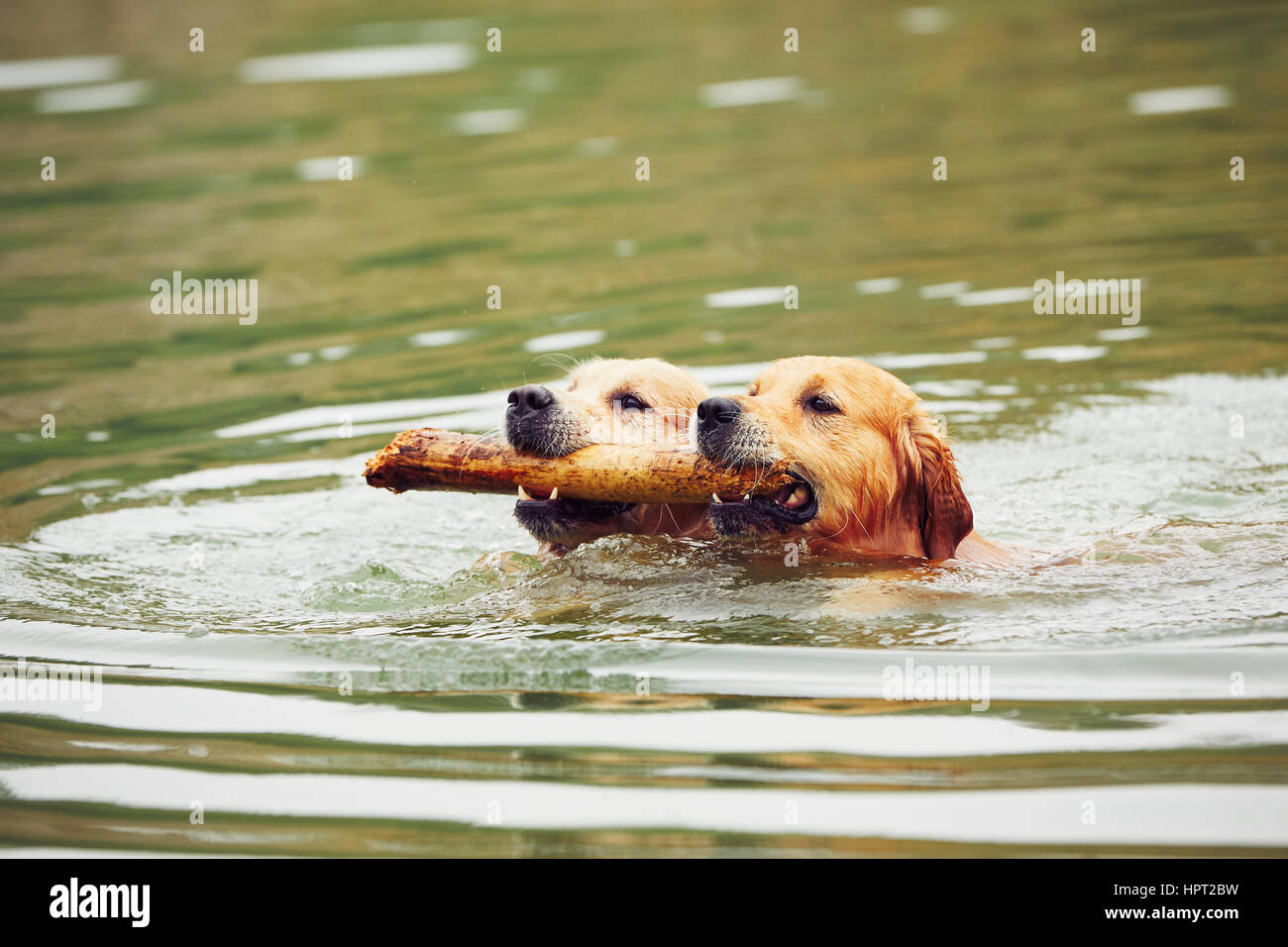 Zwei golden Retriever Hunde sind mit Stick schwimmen. Stockfoto