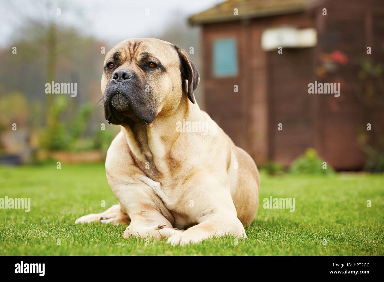 Cane Corso-Hund ist im Garten liegen. Stockfoto