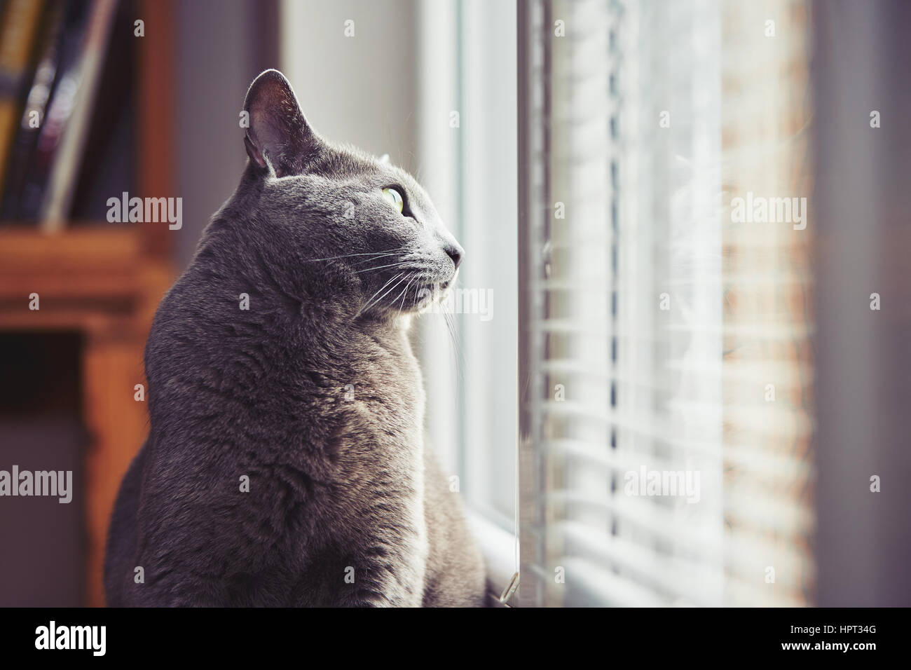 Neugierige Russisch Blau Katze im Haus Stockfoto