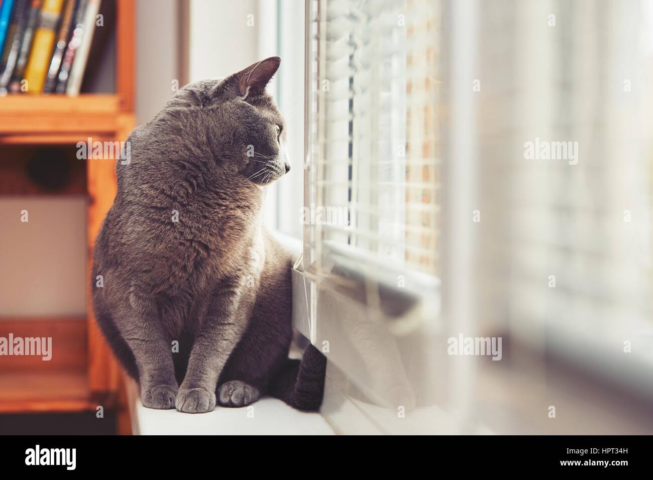 Neugierige Russisch Blau Katze im Haus Stockfoto