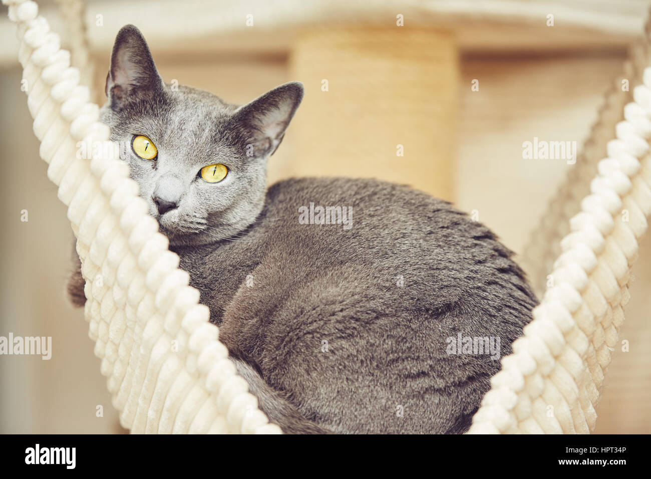 Müde Russisch Blau Katze im Haus Stockfoto