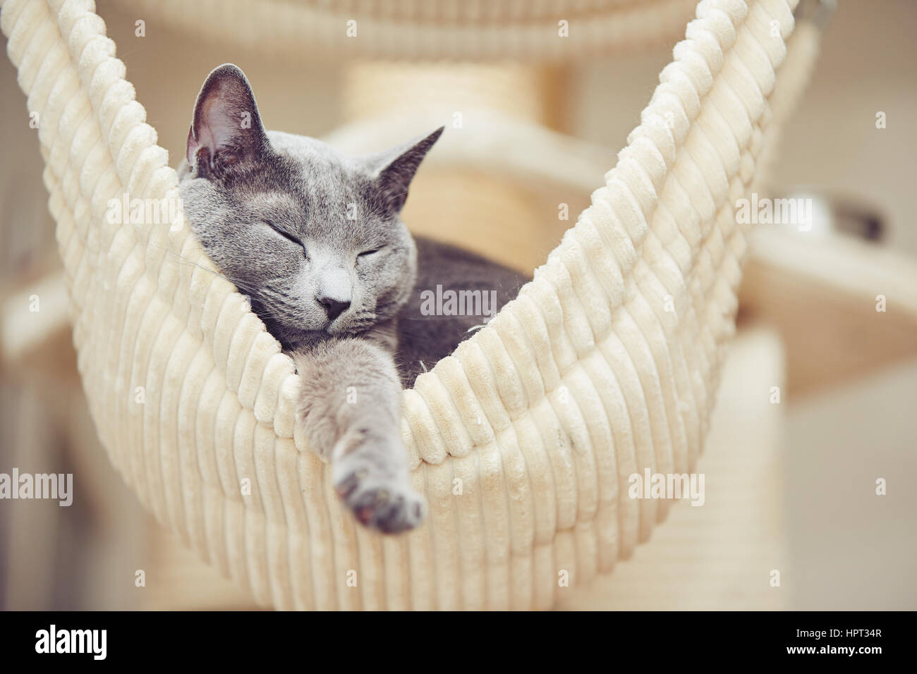 Schläfrige russische Blau Katze im Haus Stockfoto