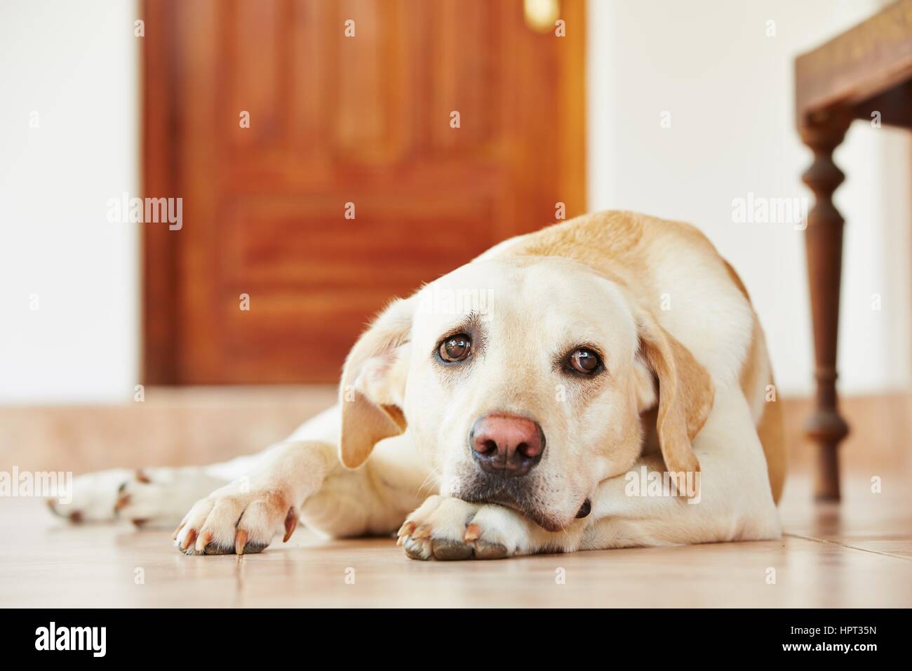 Labrador Retriever liegt auf dem Boden zu Hause. Stockfoto