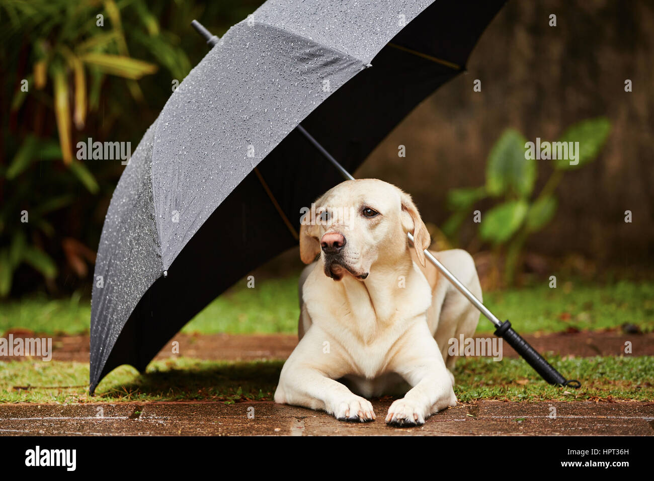 Labrador Retriever in Regen wartet unter Dach. Stockfoto