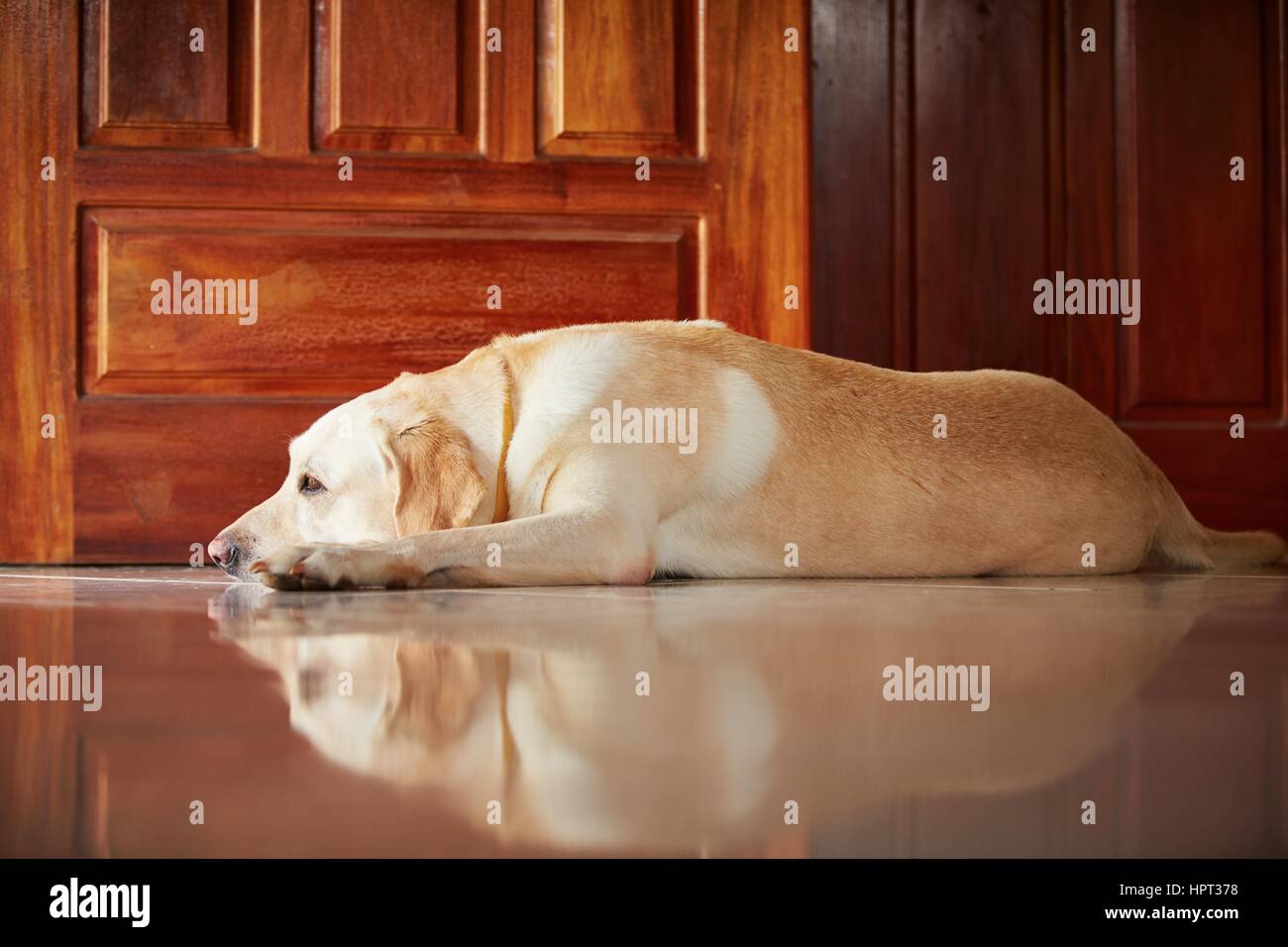 Labrador Retriever ist in der Tür des Hauses liegen. Stockfoto