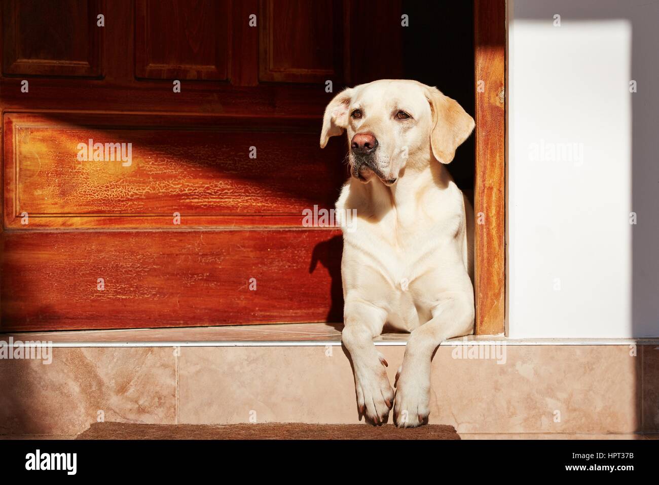 Hund ist in der Tür des Hauses wartet. Stockfoto