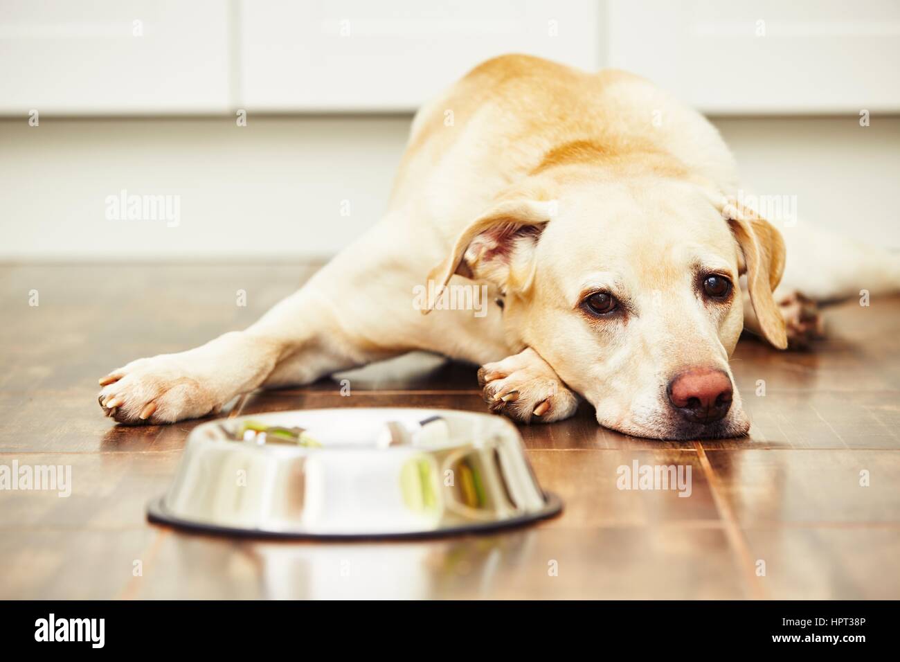 Hungrigen Labrador mit leeren Schüssel wartet für die Fütterung Stockfoto