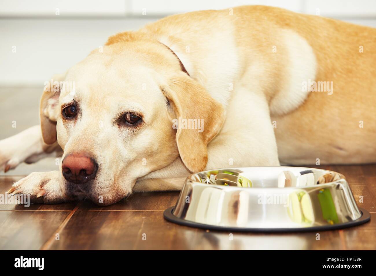Hungrigen Labrador mit leeren Schüssel wartet für die Fütterung Stockfoto