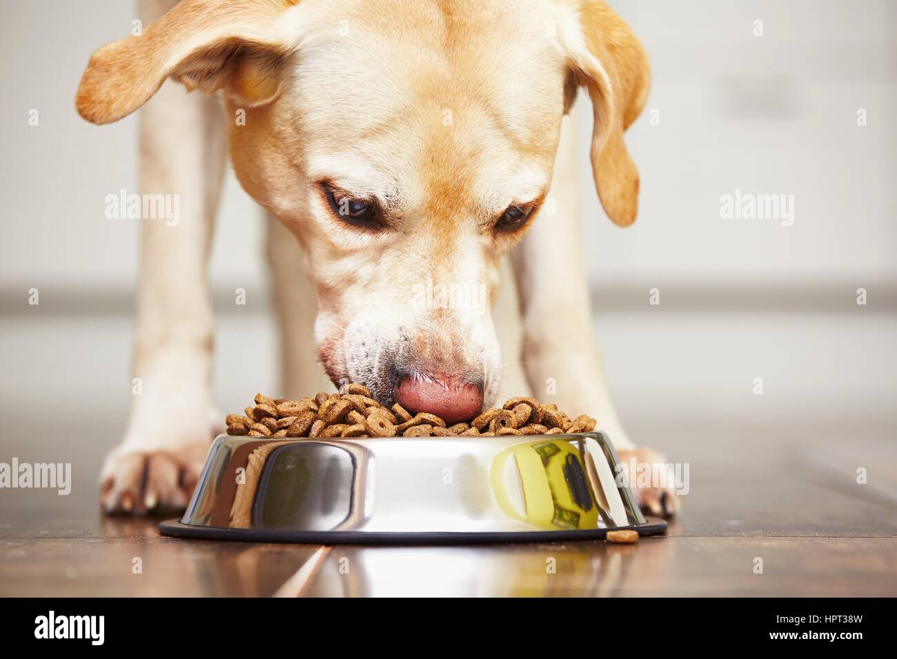 Hungrigen Labrador Retriever füttert zu Hause. Stockfoto
