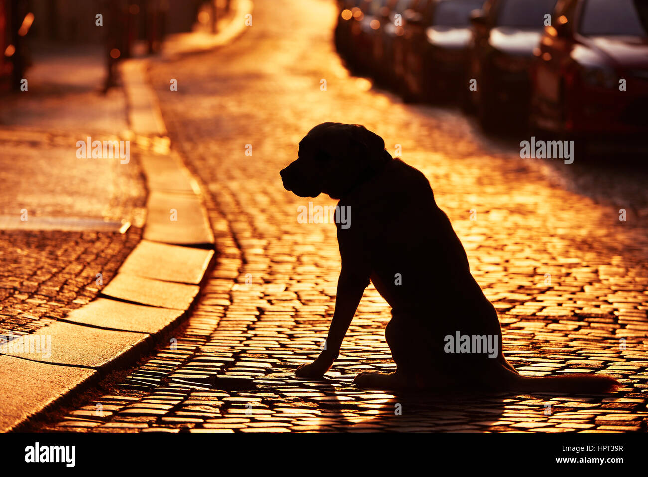 Silhouette des Hundes auf der Straße bei Sonnenuntergang. Stockfoto