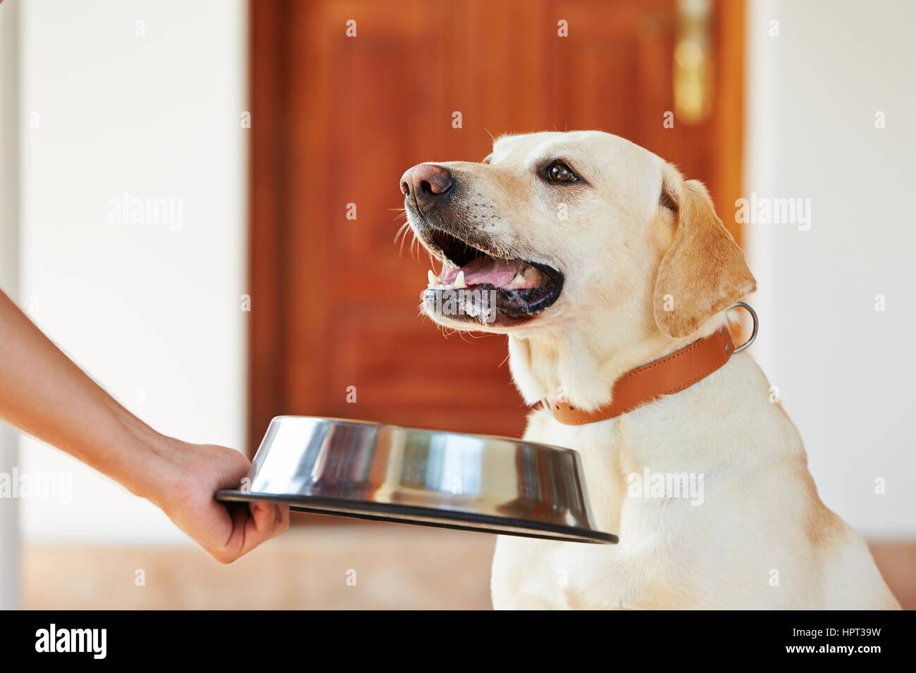 Hungrigen Labrador mit Hundenapf wartet Fütterung. Stockfoto